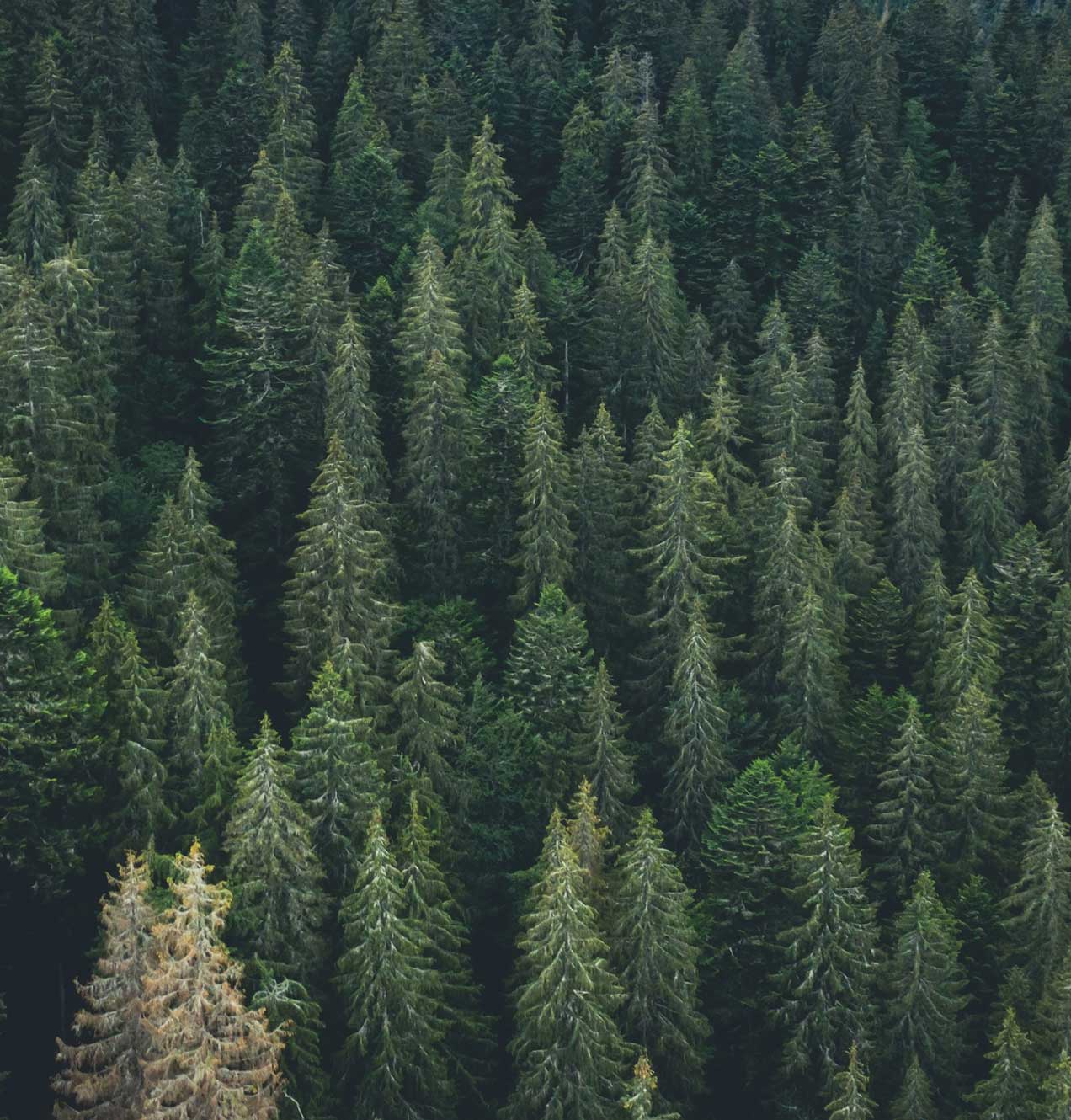 Appalachian Forest Evergreens