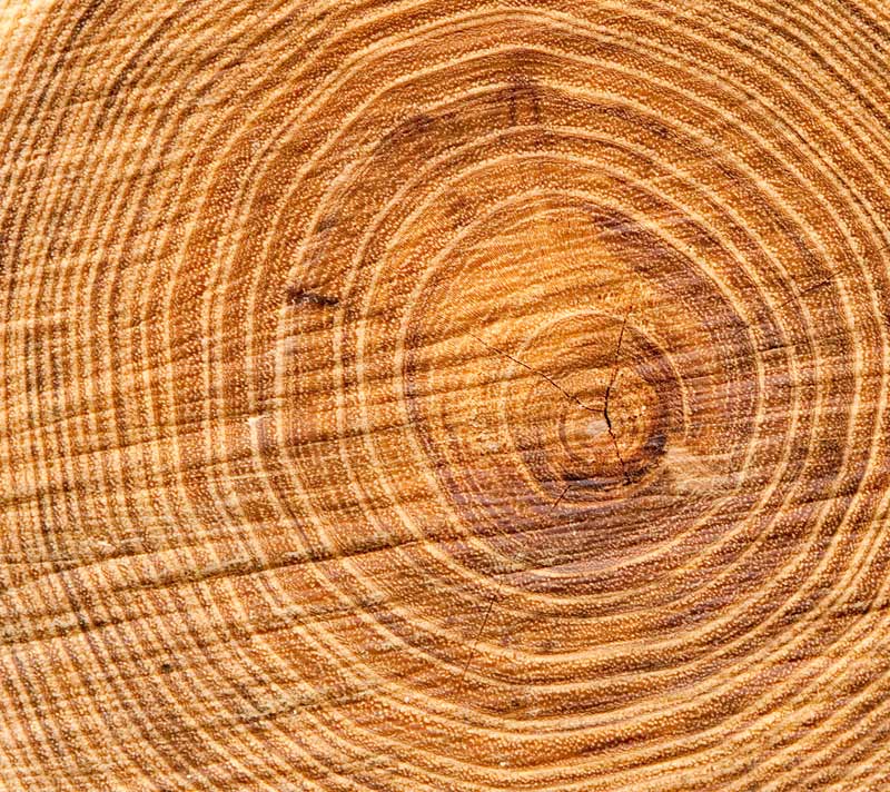 Tree Rings